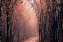 亚冠官宣！山东泰山5次收罚单+退赛，被罚102万，海港赚872万奖金.